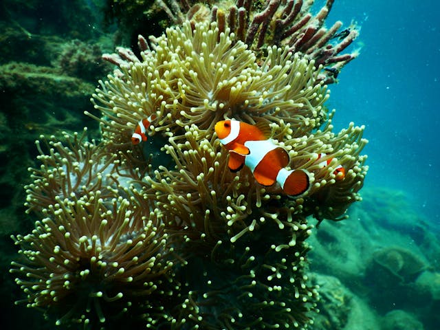 DIVING 2
